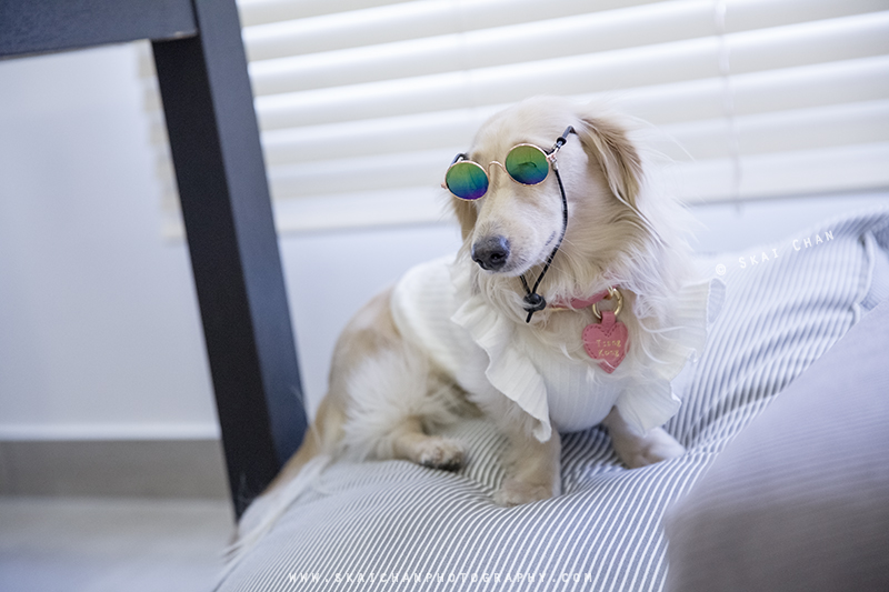Pet dog photoshoot session with Ttang Kong at Yishun (indoor) Pet dog photoshoot session with Ttang Kong at Yishun (indoor)