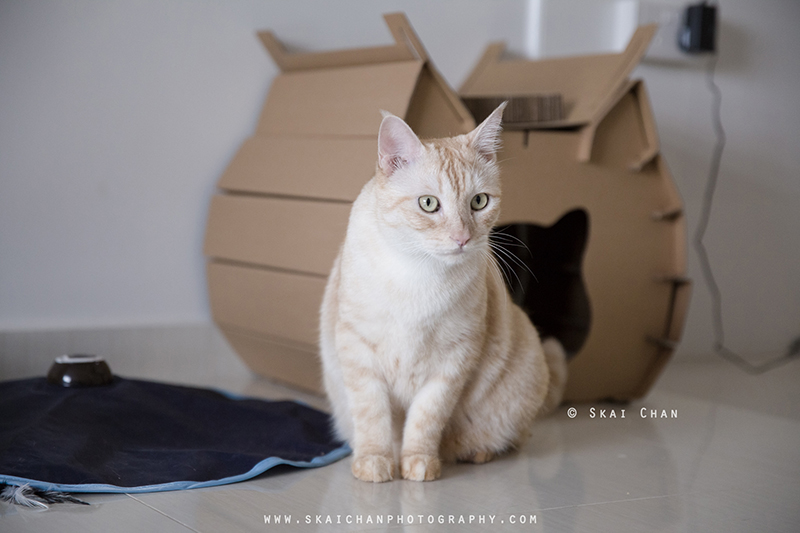 Pet cat photoshoot session with Ginger, Mino & Meow Mee at Bukit Batok (indoor) Pet cat photoshoot session with Ginger, Mino & Meow Mee at Bukit Batok (indoor)