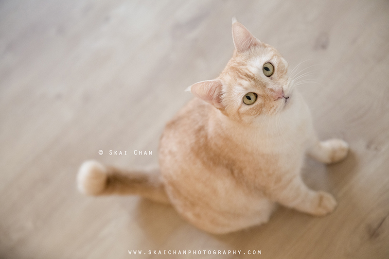 Pet cat photoshoot session with Ginger, Mino & Meow Mee at Bukit Batok (indoor) Pet cat photoshoot session with Ginger, Mino & Meow Mee at Bukit Batok (indoor)