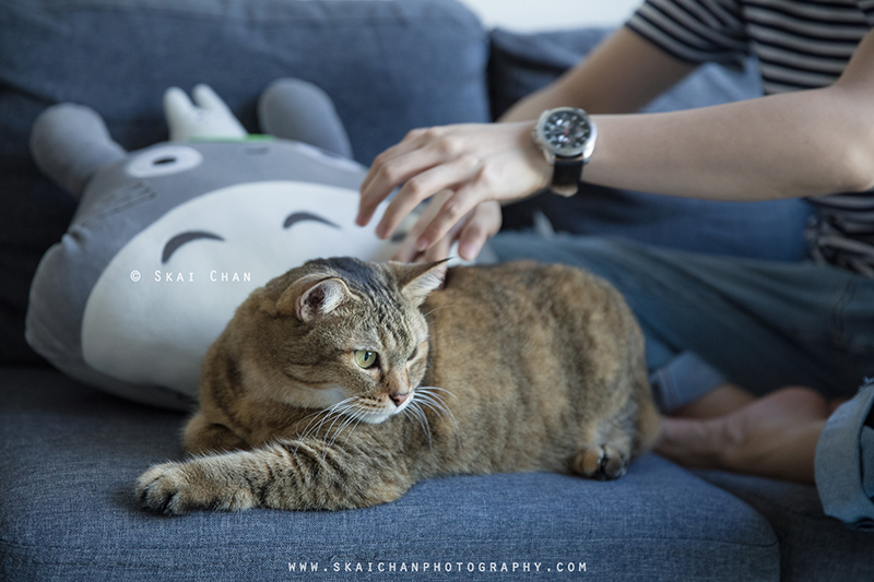 Pet cat photoshoot session with Ginger, Mino & Meow Mee at Bukit Batok (indoor) Pet cat photoshoot session with Ginger, Mino & Meow Mee at Bukit Batok (indoor)
