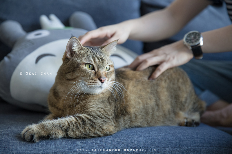 Pet cat photoshoot session with Ginger, Mino & Meow Mee at Bukit Batok (indoor) Pet cat photoshoot session with Ginger, Mino & Meow Mee at Bukit Batok (indoor)