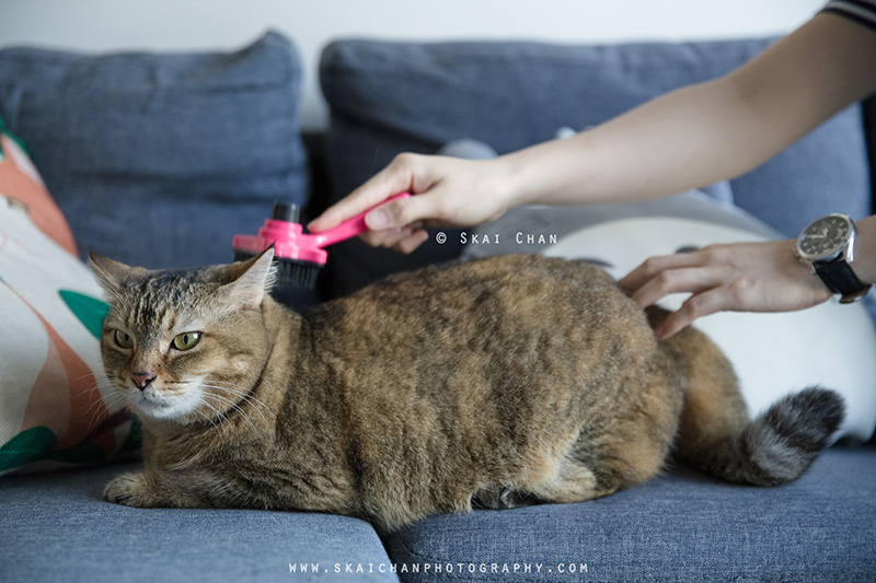 Pet cat photoshoot session with Ginger, Mino & Meow Mee at Bukit Batok (indoor) Pet cat photoshoot session with Ginger, Mino & Meow Mee at Bukit Batok (indoor)