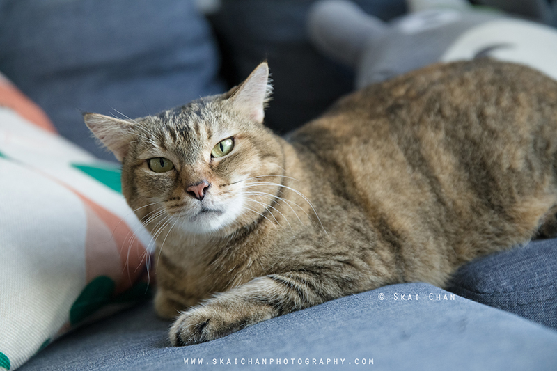 Pet cat photoshoot session with Ginger, Mino & Meow Mee at Bukit Batok (indoor) Pet cat photoshoot session with Ginger, Mino & Meow Mee at Bukit Batok (indoor)