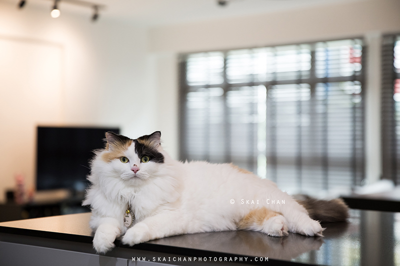 Pet cat photoshoot session with Ah Girl at Yishun (indoor) Pet cat photoshoot session with Ah Girl at Yishun (indoor)