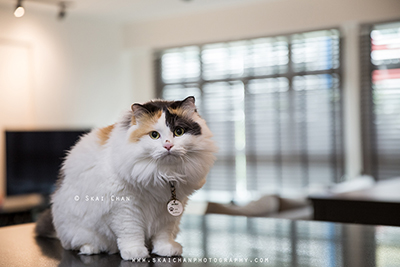 Cat portrait photography Cat portrait photography