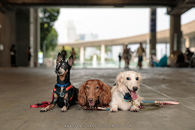 pet portrait photography pet portrait photography